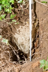 ca. 50 cm hoch ist das Nest, so groß wie ca. 2 - 3 Wassermelonen