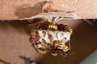 Das Ursprüngliche Filialnest der Hornisse