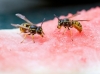 zwei Wespen kämpfen um die Rest einer Wassermelone