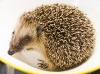 Igel - 345 Gramm