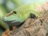 Gecko